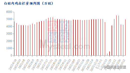 毛鸡1.png